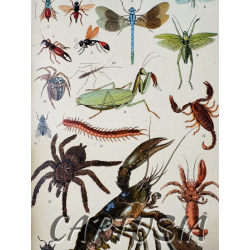 la_vie_dans_la_nature_histoire_naturelle_pour_tous_henri_coupin